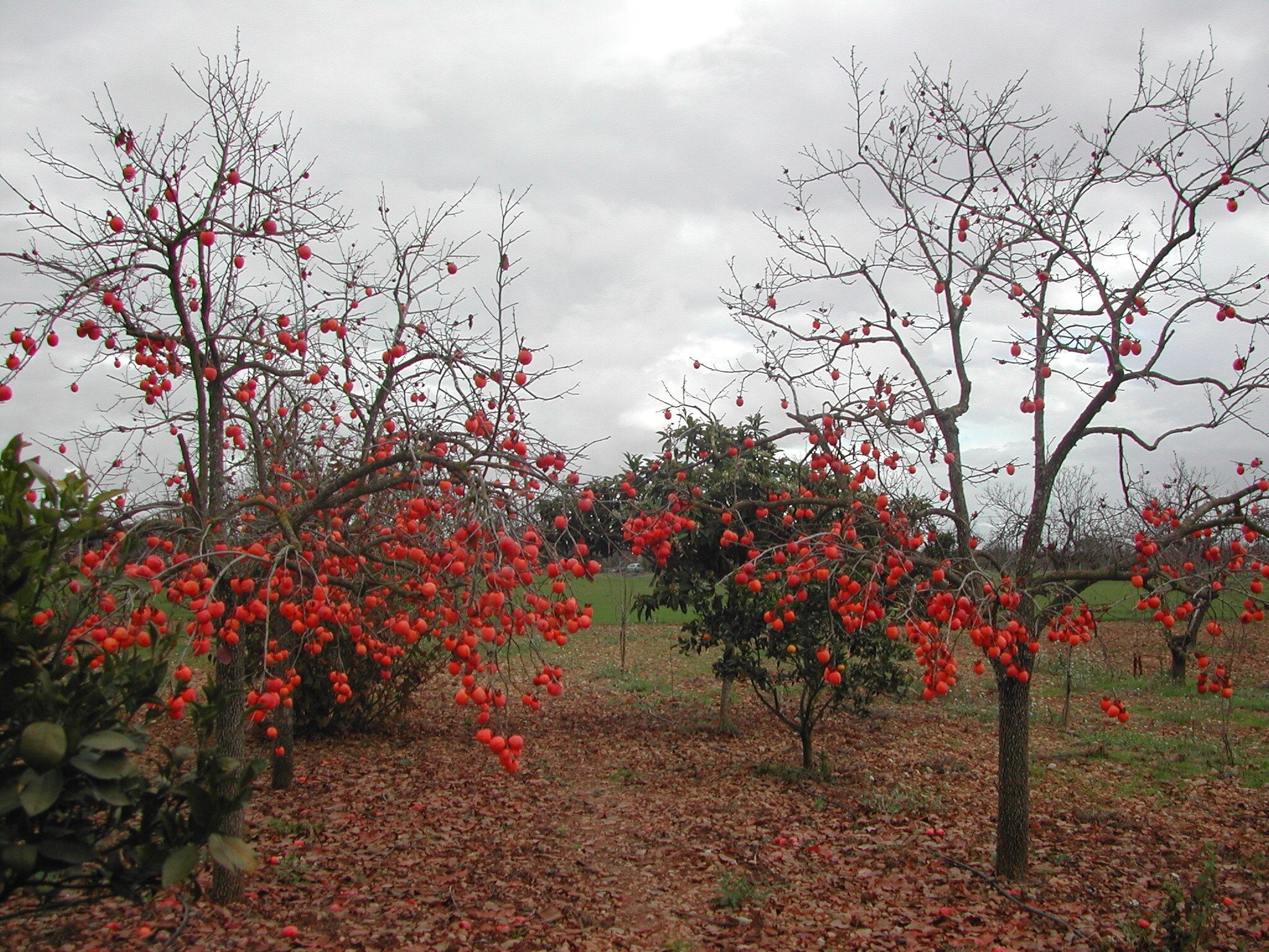 Caquis_Binissalem