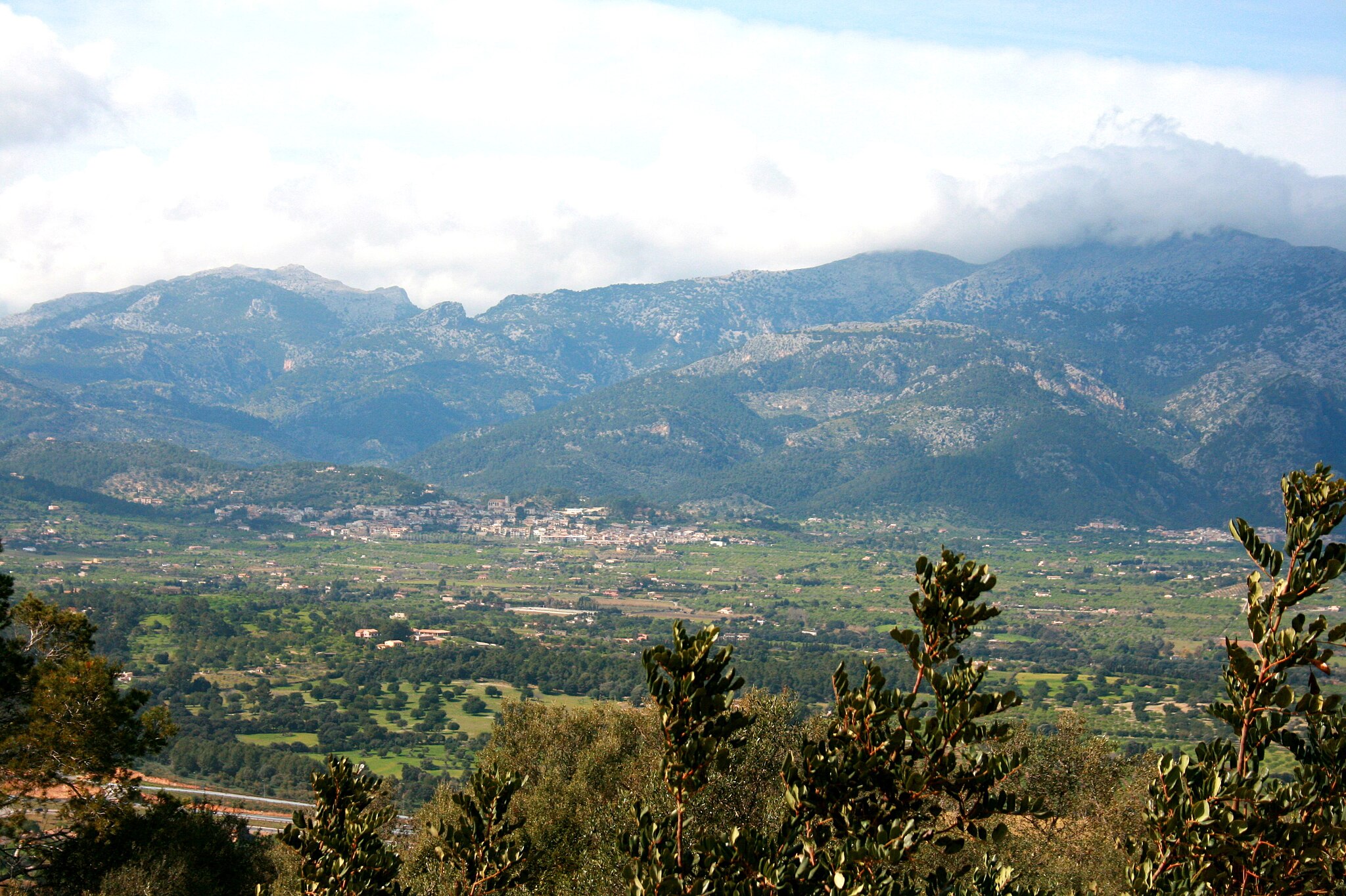 Selva_(Puig_de_Santa_Magdalena)