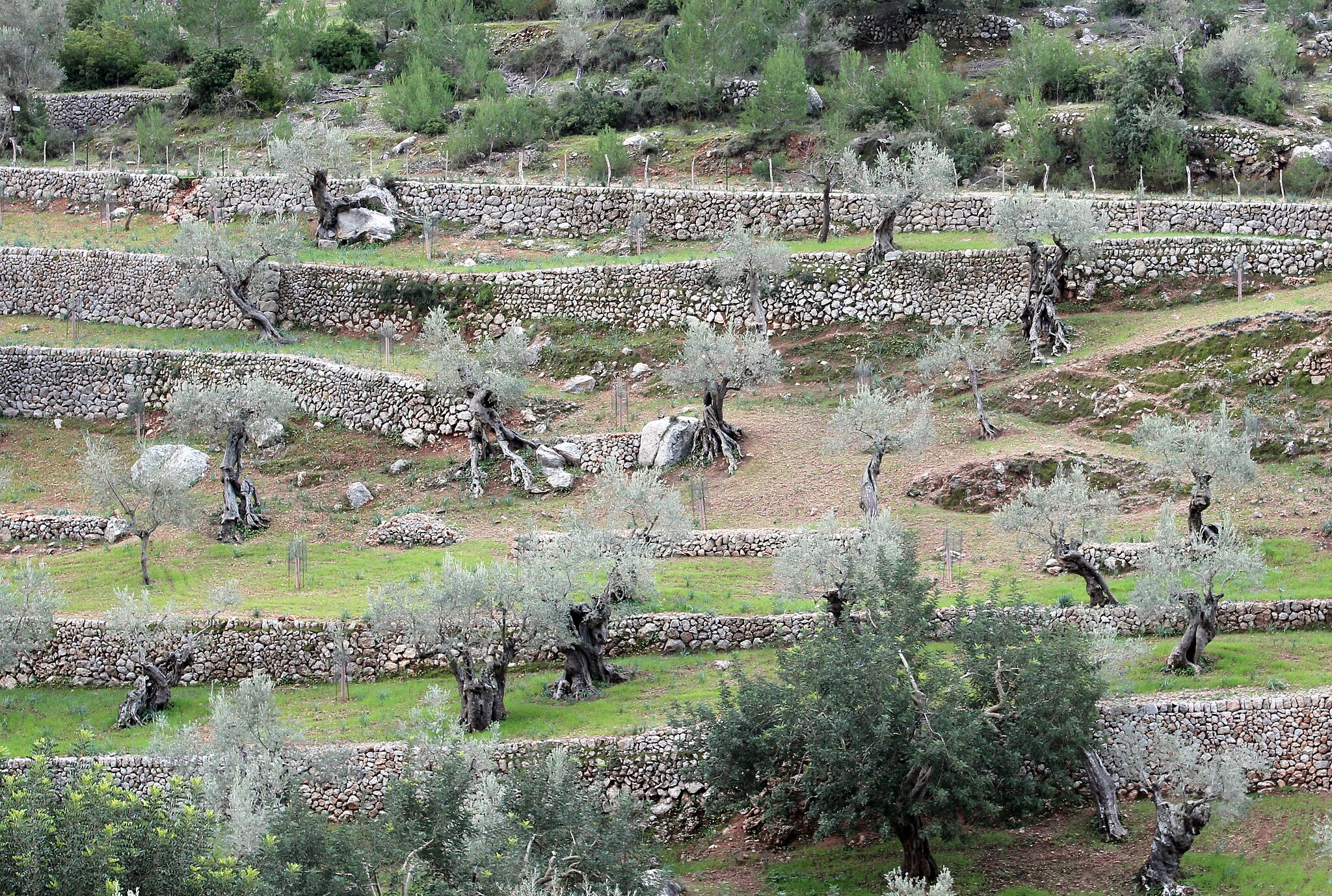 Terrace_Olives_Valdemossa