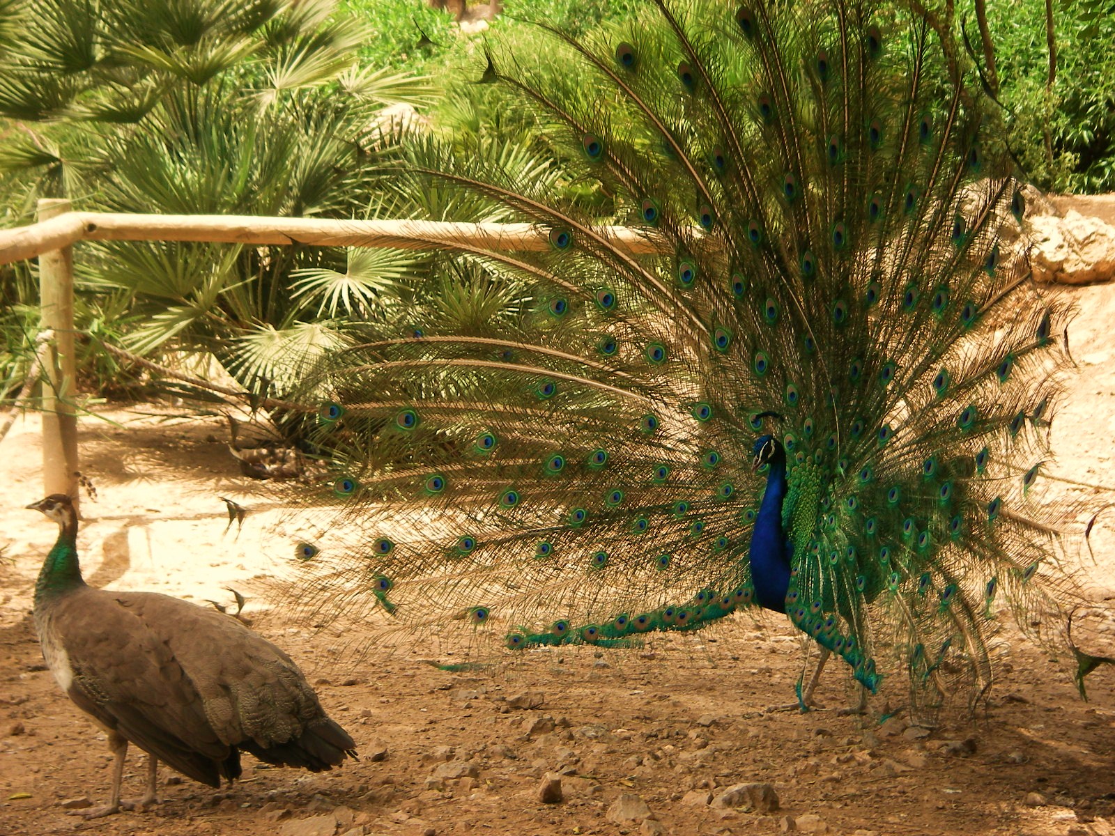 Wildlife_Park_near_Puigpunyent_-_panoramio